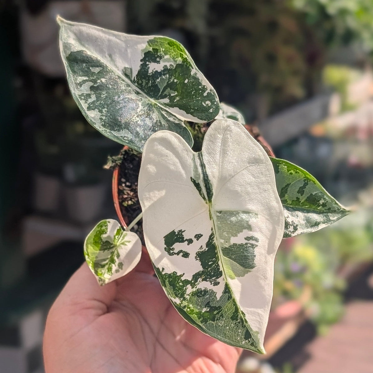 Alocasia micholitziana 'Frydek variegata'