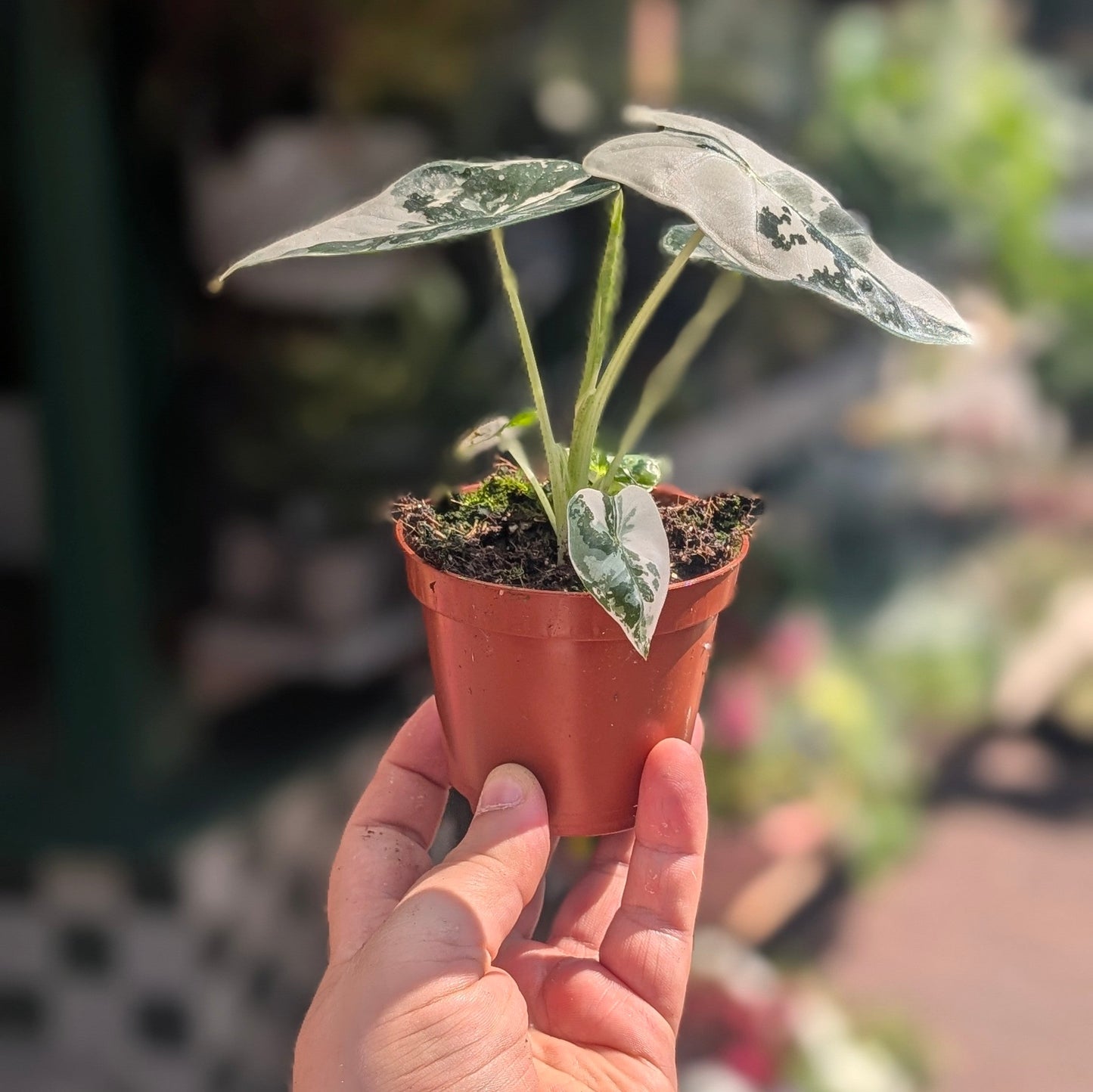 Alocasia micholitziana 'Frydek variegata'