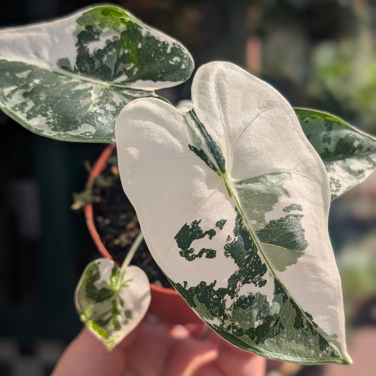 Alocasia micholitziana 'Frydek variegata'