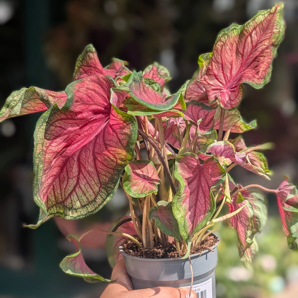 Caladium varieties (Elephant Ear/ Angel Wings)
