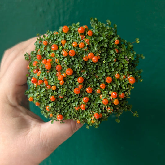 Nertera granadensis (Coral Bead Plant)