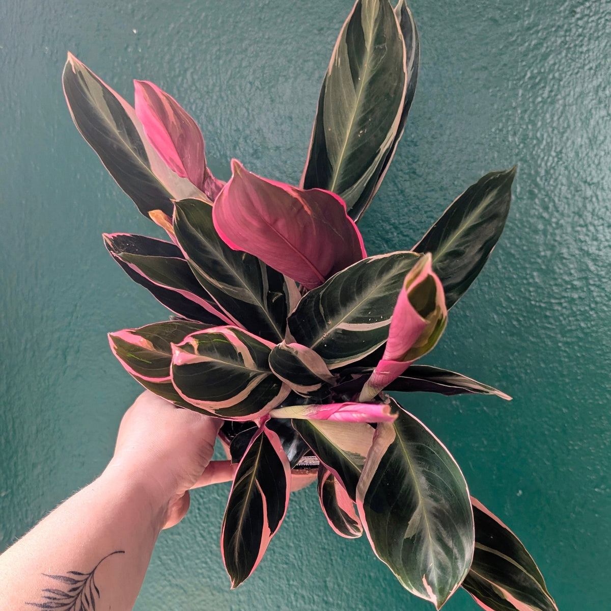Stromanthe sanguinea 'Triostar' (Calathea Triostar)