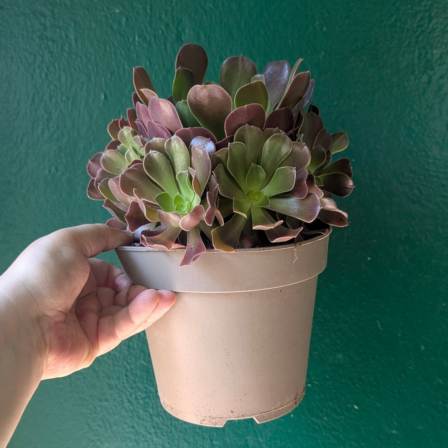 Aeonium arboreum (Houseleek Tree)