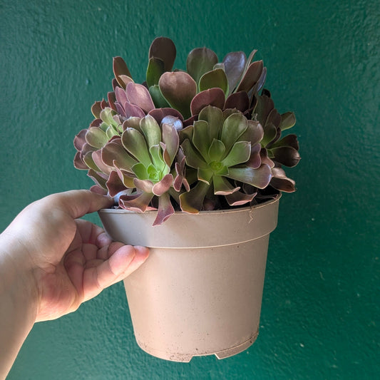 Aeonium arboreum (Houseleek Tree)