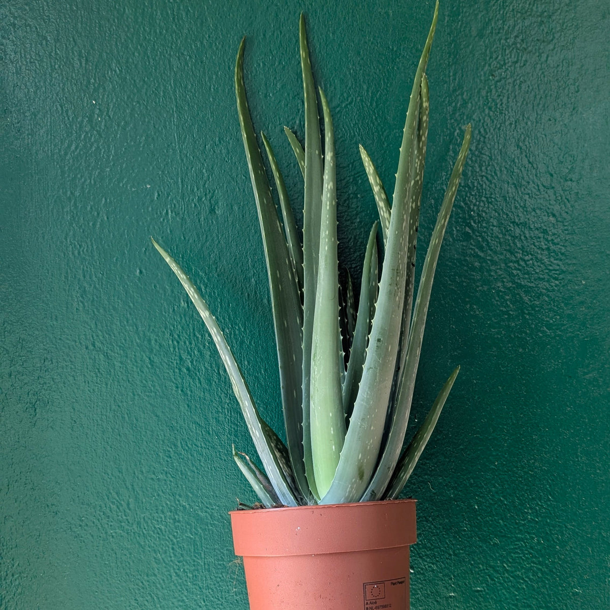 Aloe vera