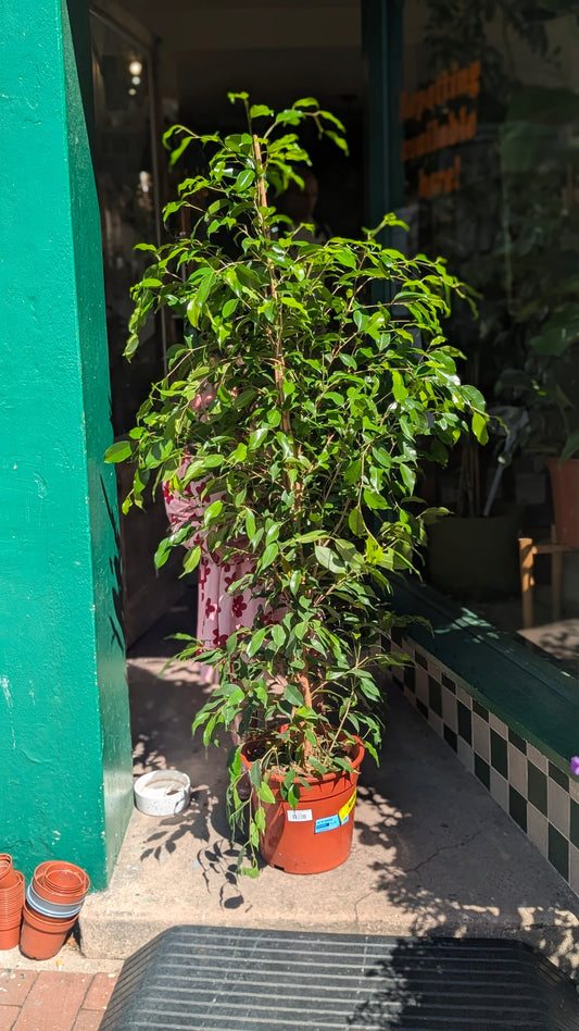 Ficus Benjamina 'Exotica' - Weeping Fig Houseplant