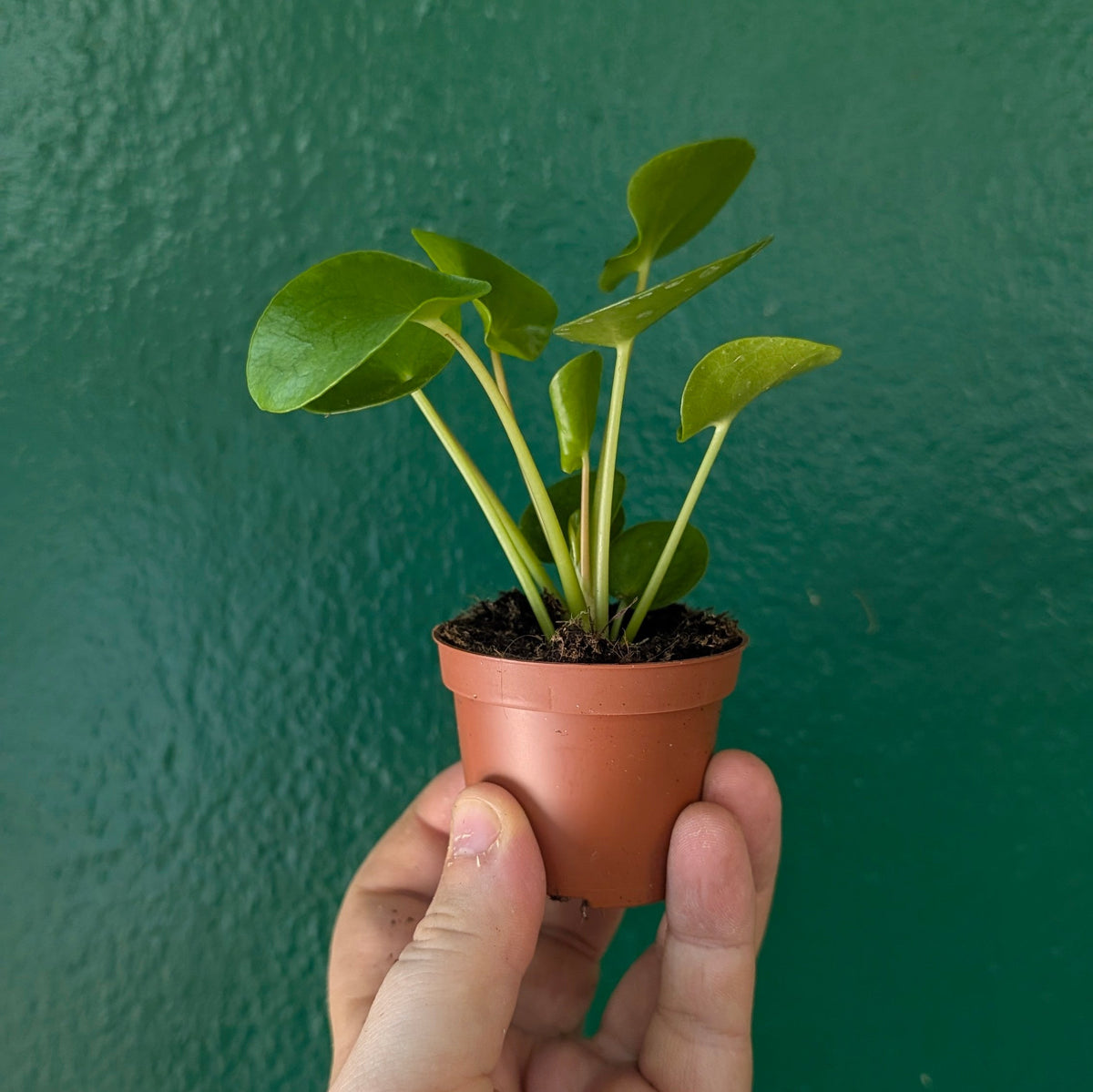 Pilea peperomioides (Chinese Money Plant)