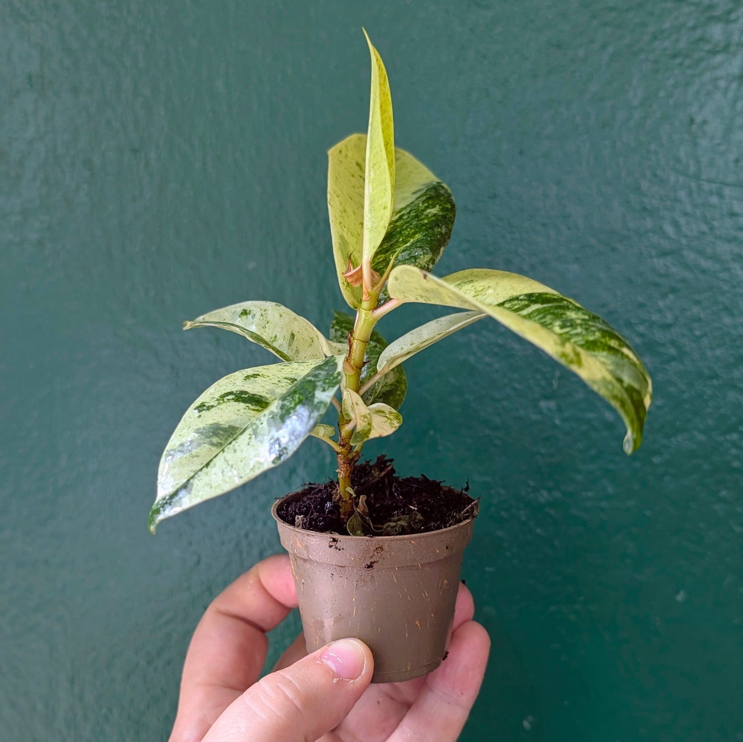 Ficus elastica (Rubber Plant)