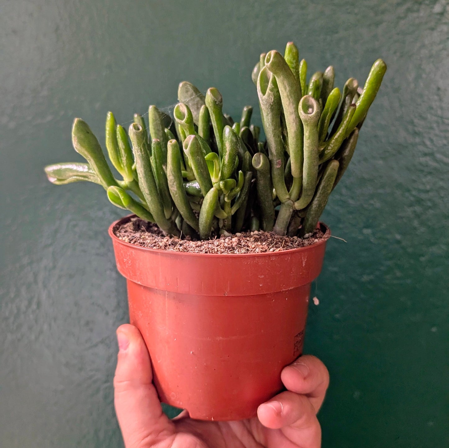 Crassula ovata 'Gollum' (Jade plant)