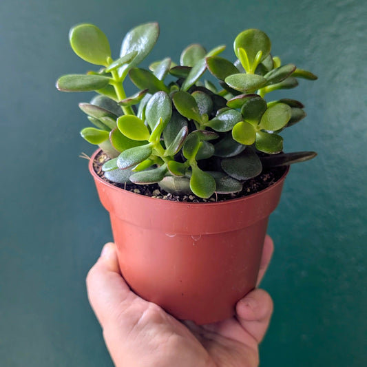 Crassula ovata 'Minor' (Jade plant)