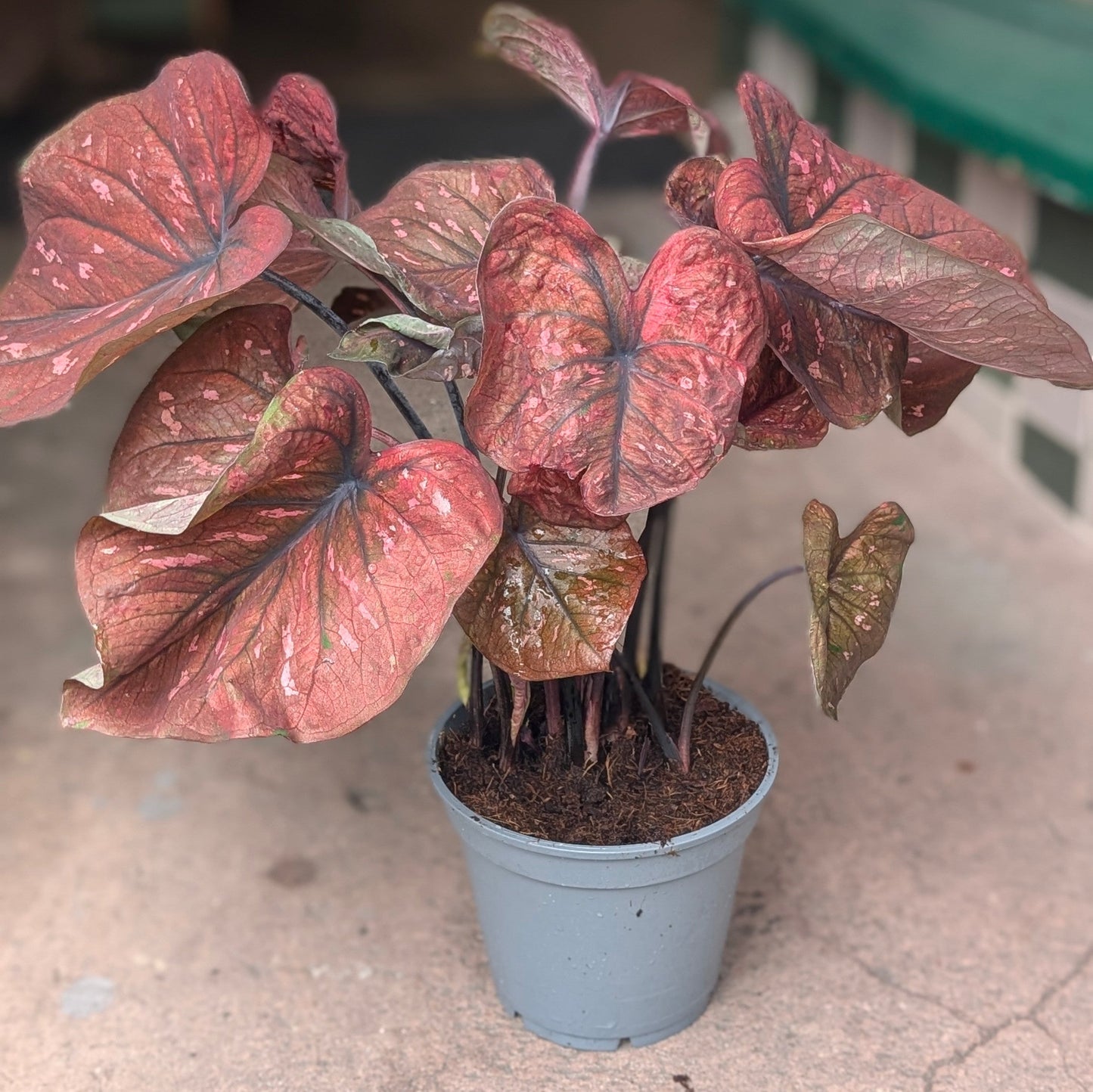 Caladium varieties (Elephant Ear/ Angel Wings)