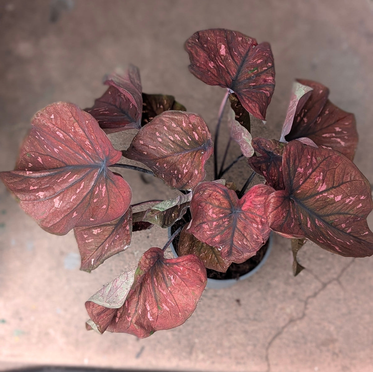 Caladium varieties (Elephant Ear/ Angel Wings)