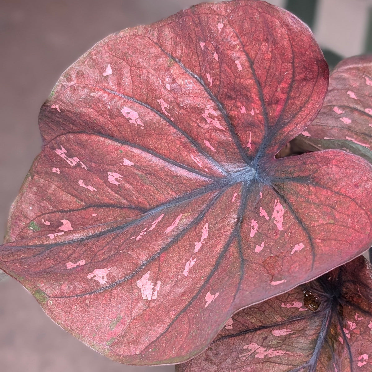 Caladium varieties (Elephant Ear/ Angel Wings)
