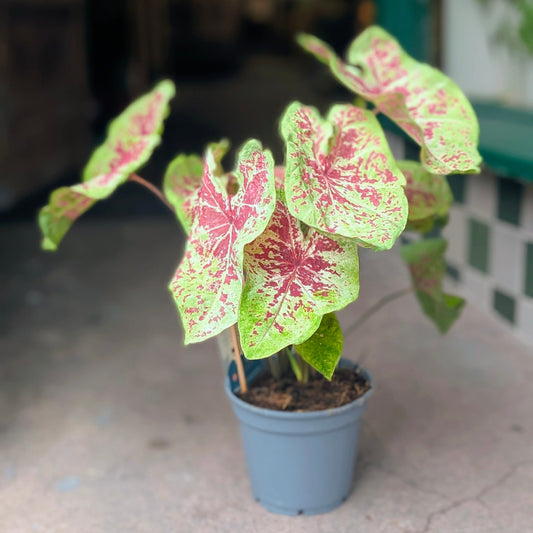 Caladium Houseplant Varieties - Elephant Ear Angel & Wings