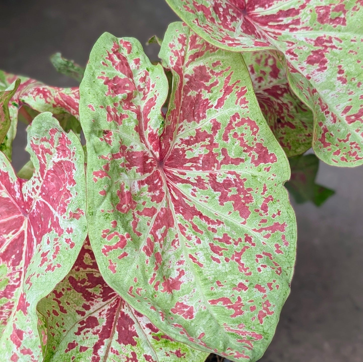 Caladium varieties (Elephant Ear/ Angel Wings)