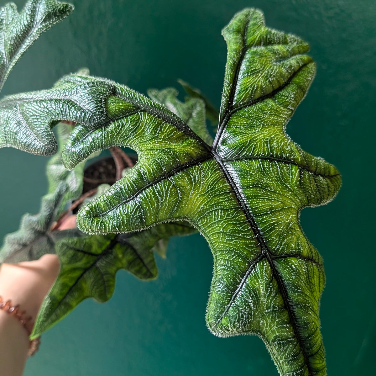 Alocasia 'Jacklyn' Houseplant - Unusual Indoor Plant