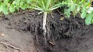 Buster Cover Mix for Soil Improvement: Unlock the Power of Nature