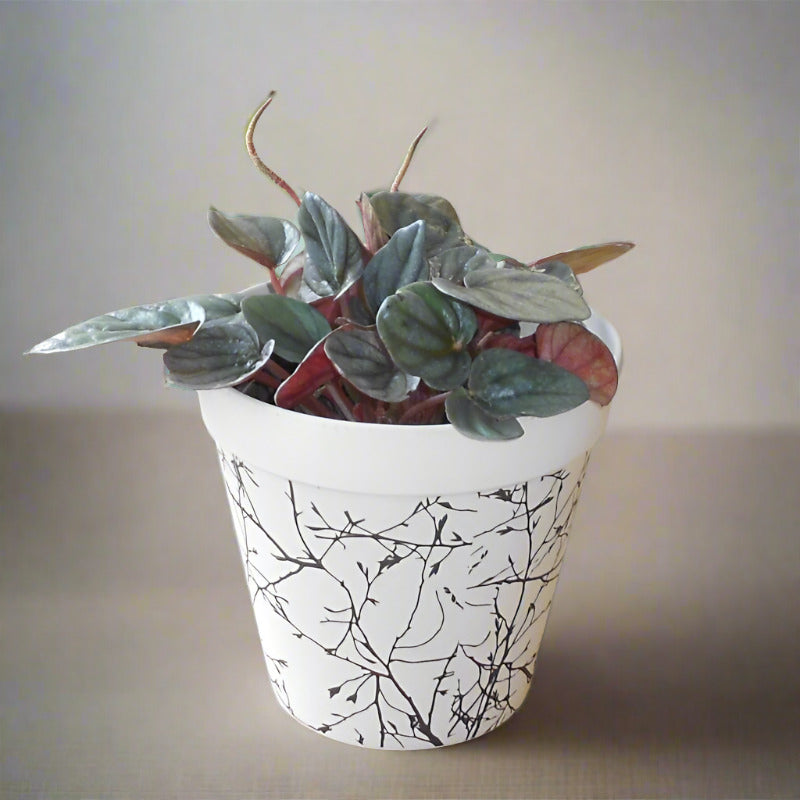 Peperomia Caperata Plant (Emerald Ripple Peperomia)