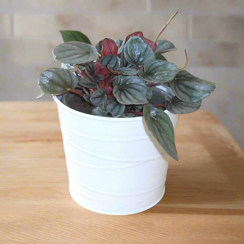 Peperomia Caperata Plant (Emerald Ripple Peperomia)