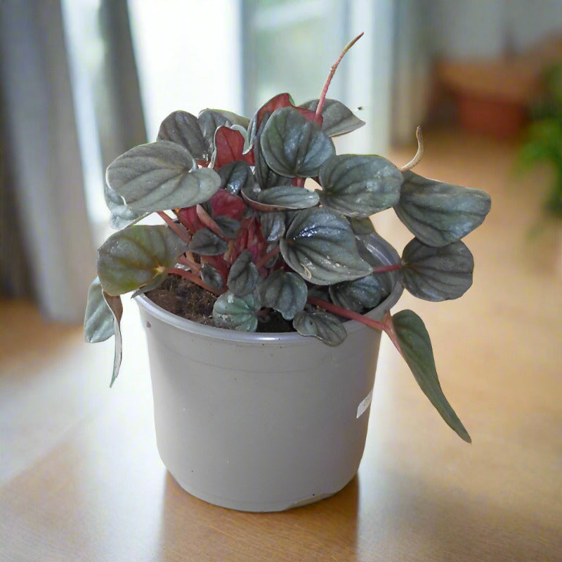 Peperomia Caperata Plant (Emerald Ripple Peperomia)