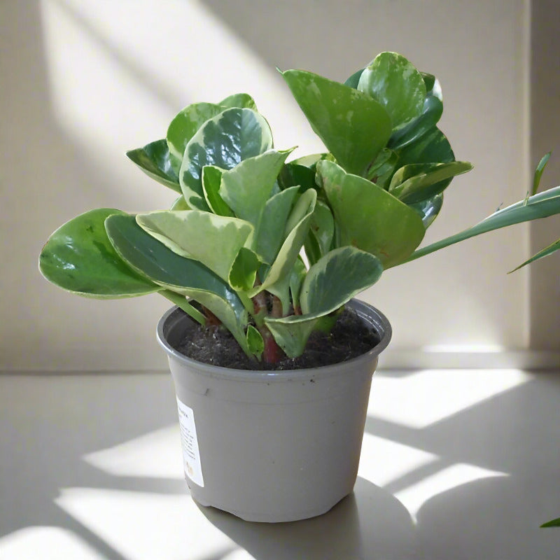 Marble Peperomia Houseplant (Peperomia Obtusifolia Marble)