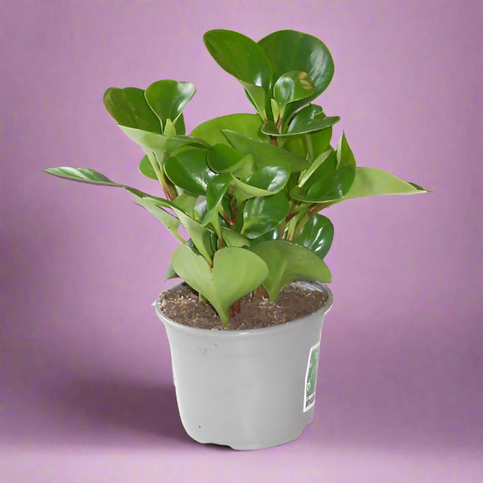 Variegated Peperomia obtusifolia plant