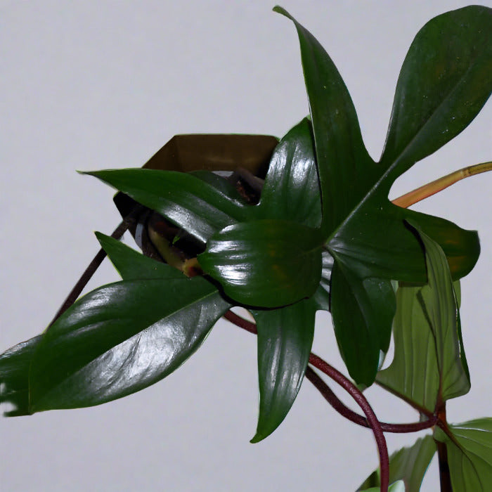 Philodendron Florida Green leaves