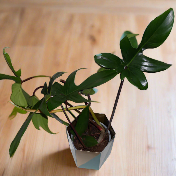 Philodendron Florida Green from above