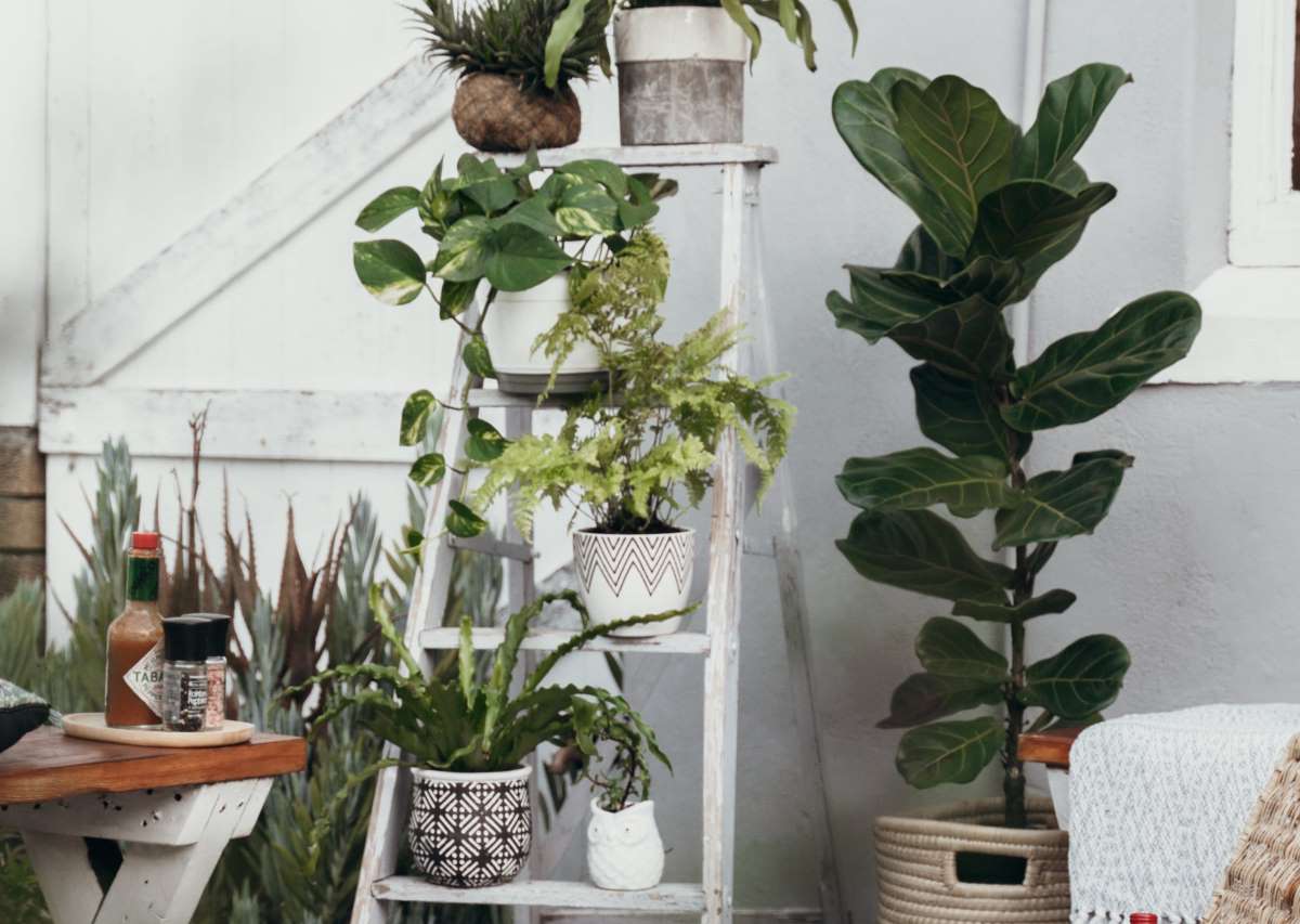 Plants for Bright Spaces | Small Indoor Plants