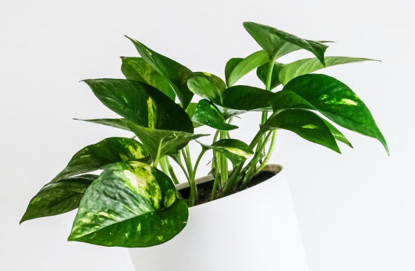 Pothos devils ivy plant care & varieties.