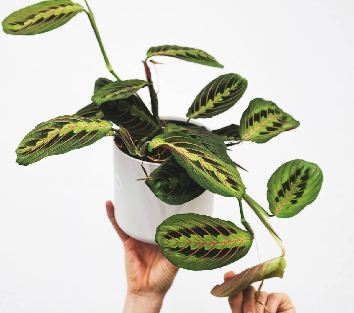 Prayer Plants | Small Indoor Plants