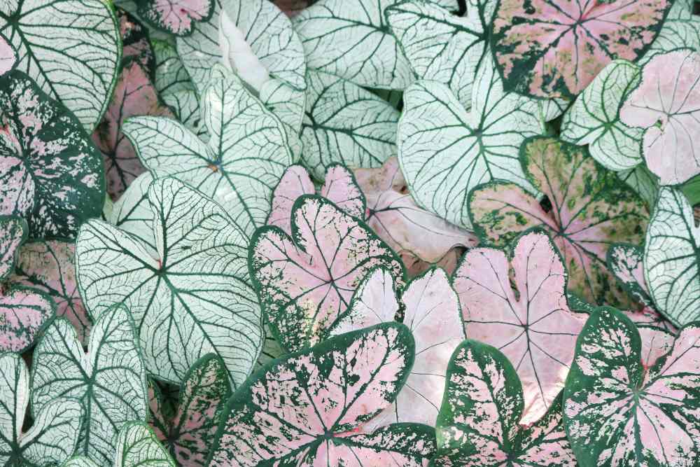 Quality House Plants | Small Indoor Plants