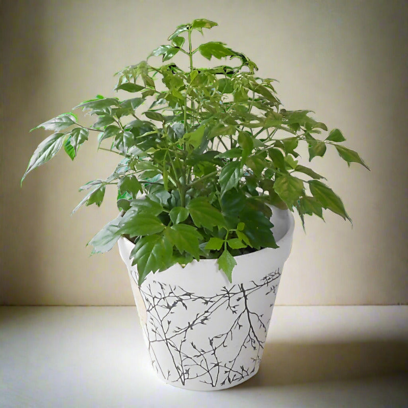 China Doll Houseplant (Radermachera)