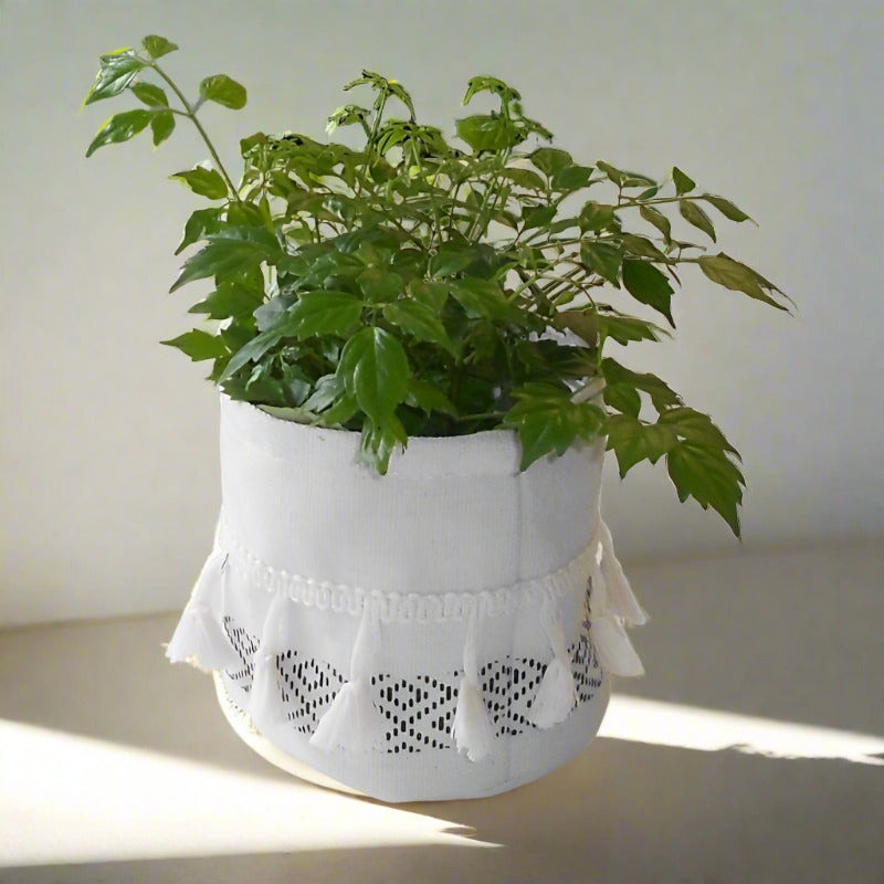 China Doll Houseplant (Radermachera)