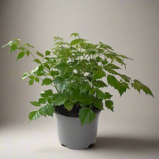 China Doll Houseplant (Radermachera) - Plant in Plastic Nursery Pot | Small Indoor Plants
