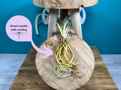 Plant Propagation Gift Set #2