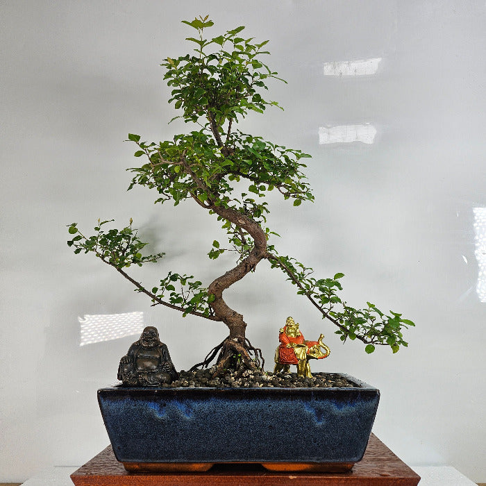 Sageretia Bonsai Tree - Bird Plum Bonsai Plant In 30cm Pot