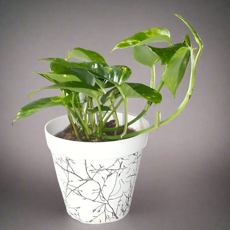 scindapsus aureus money plant Scindapsus Aureus
