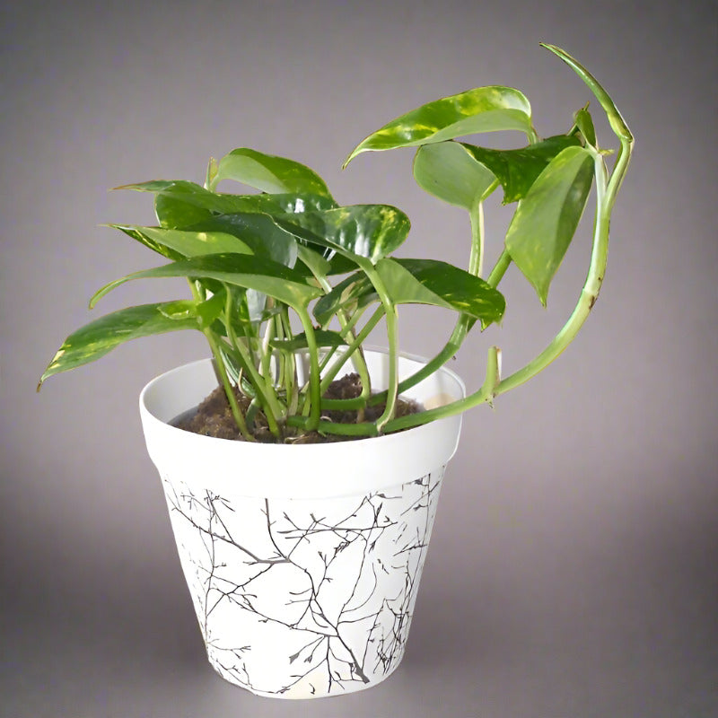 Scindapsus Aureus | Epipremnum Aureum Houseplant