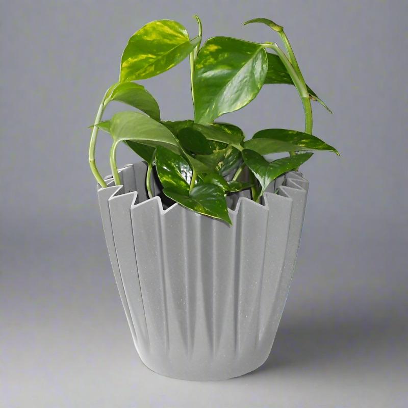 Scindapsus Aureus | Epipremnum Aureum Houseplant