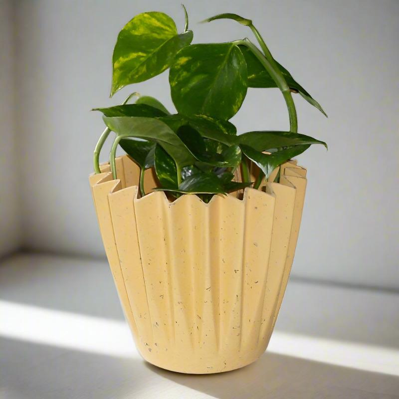 Scindapsus Aureus | Epipremnum Aureum Houseplant