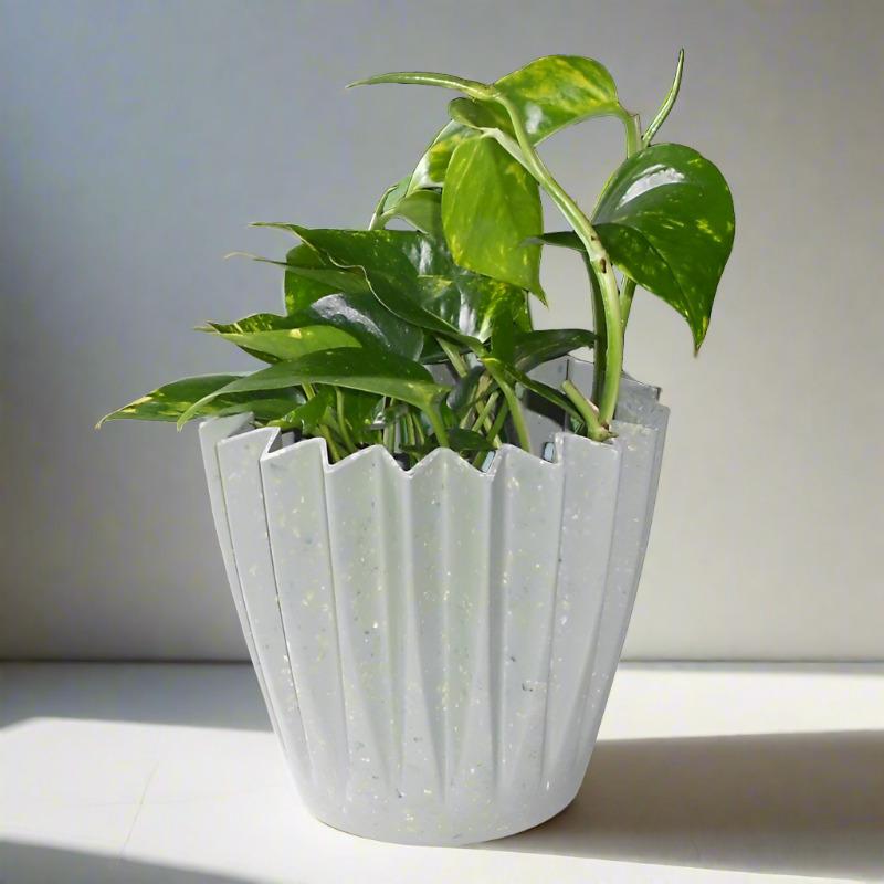 Scindapsus Aureus | Epipremnum Aureum Houseplant