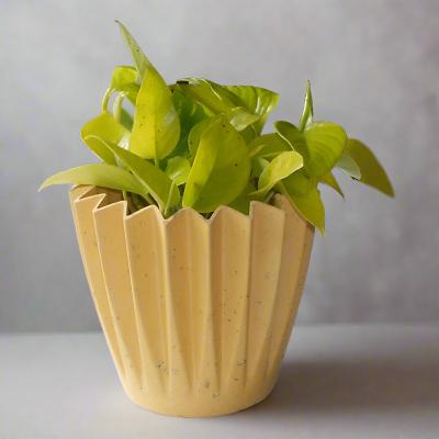 Golden Pothos (Scindapsus Golden Queen Houseplant)