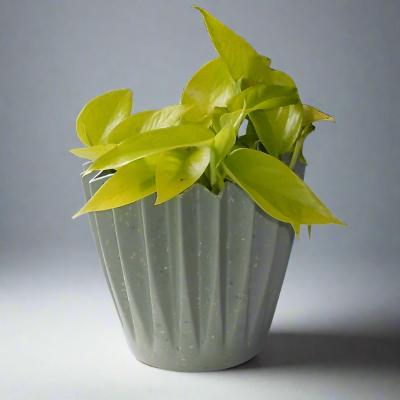 Golden Pothos (Scindapsus Golden Queen Houseplant)