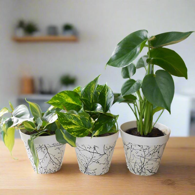 Set of 3 Climbing Houseplants with Pots