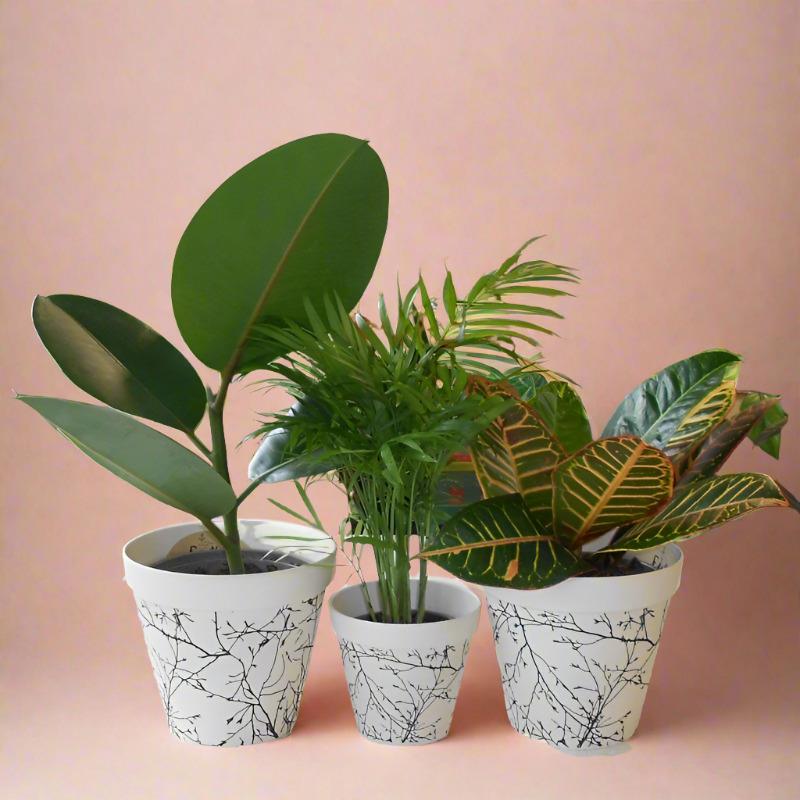Set of 3 House Plants for an Office with Pots