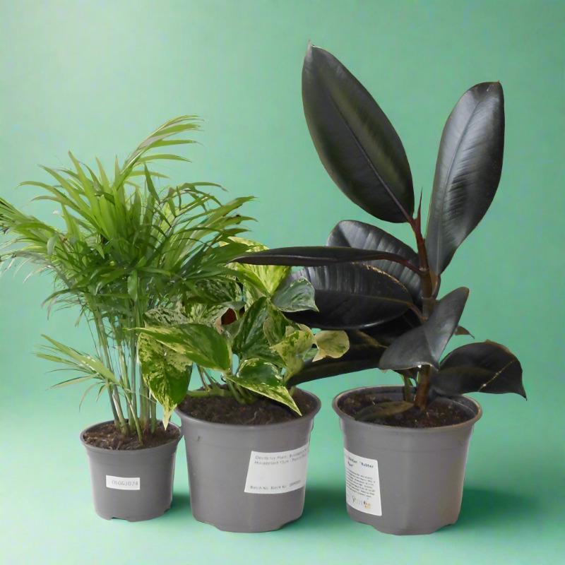 Set of 3 Low Maintenance House Plants