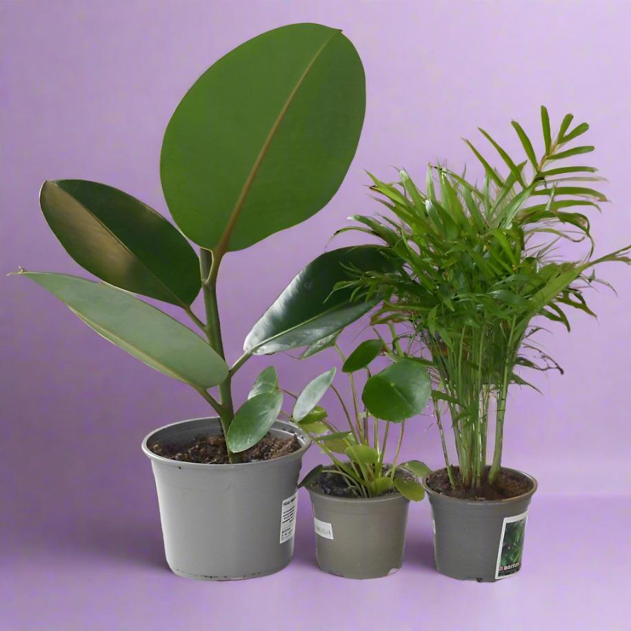 Set of 3 New Home House Plants