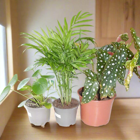 Set of 3 Thank You Houseplants Delivered