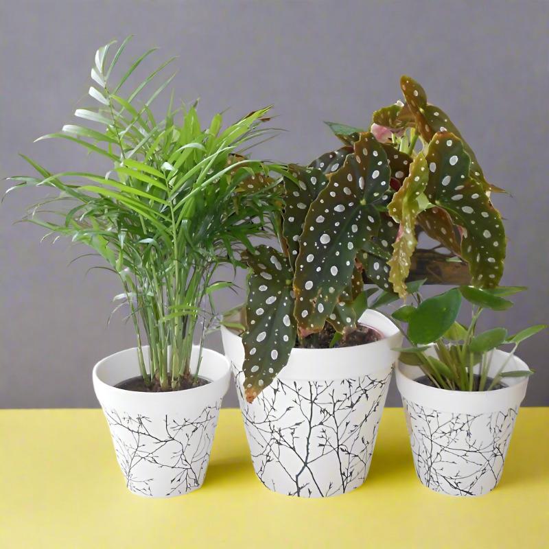 Set of 3 Thank You Teacher Houseplants with Pots